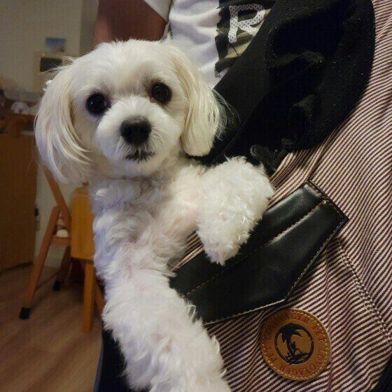 マルチーズのめるちゃん