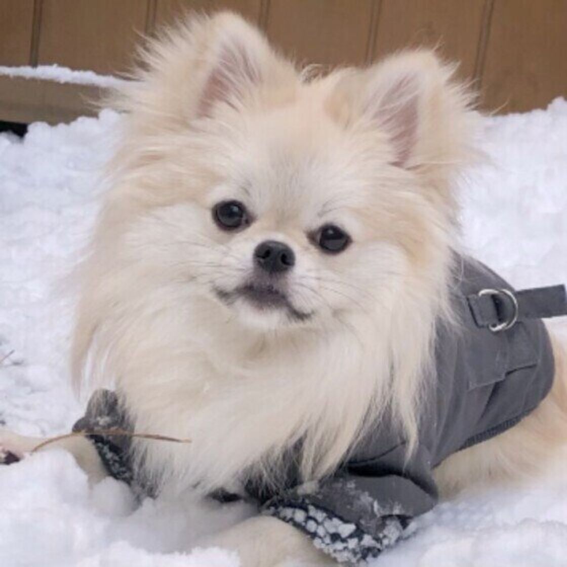 犬の しもやけ はなぜ起こる しもやけを予防するポイント いぬのきもちweb Magazine 犬の しもやけ はなぜ起こる しもやけを予防するポイント いぬのきもちweb Magazine