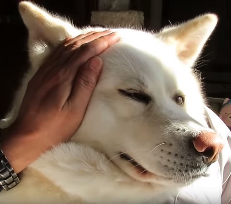 飼い主さんに甘える秋田犬