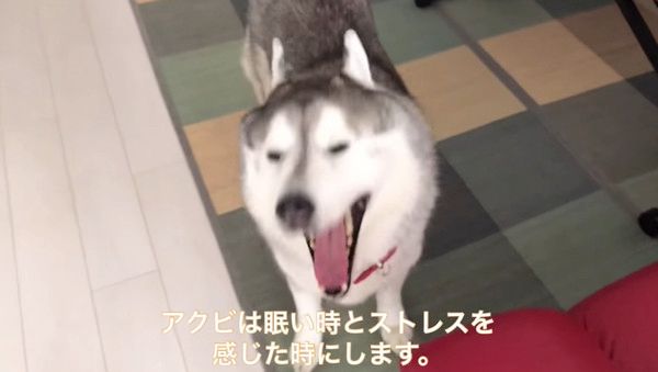 歯磨きが嫌いな犬