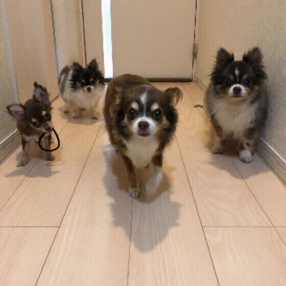 【獣医師解説】エキノコックス症ってどんな病気？犬の飼い主として知っておくべき正しい知識と注意点 いぬのきもち