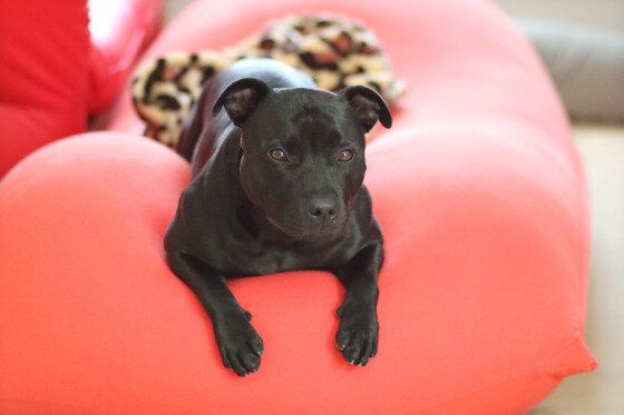 クッションでくつろぐスタッフォードシャー・ブル・テリア