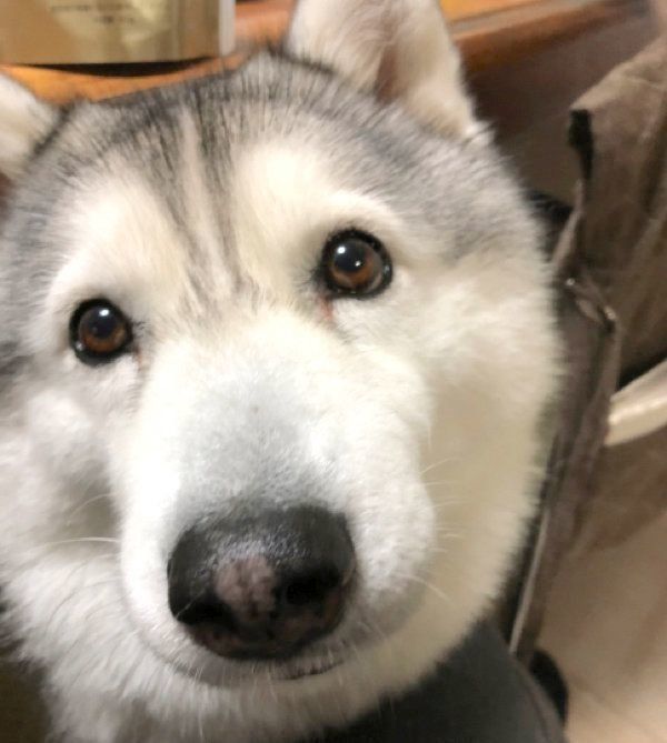 見つめるシルビアちゃん