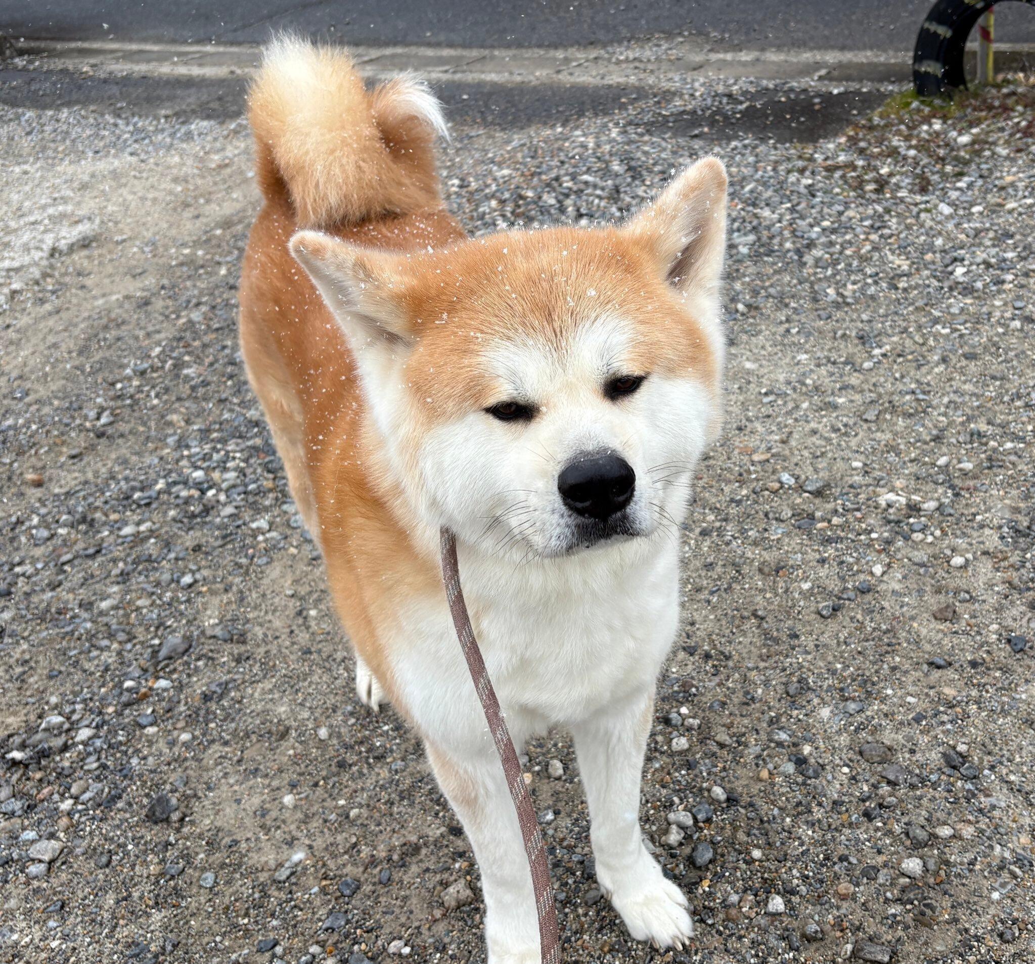 散歩するハチくん