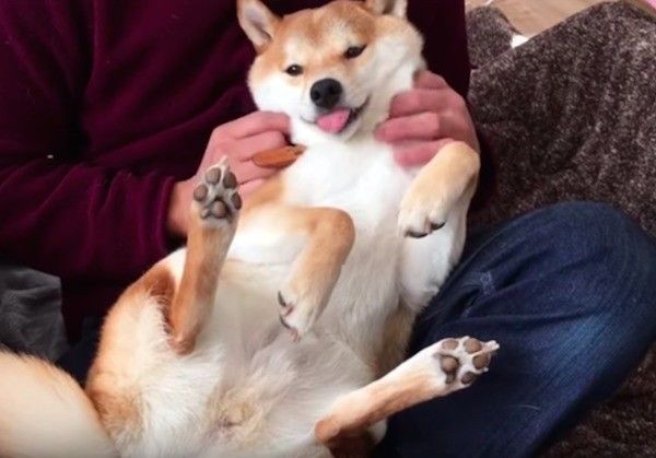 くつろぐワンコ