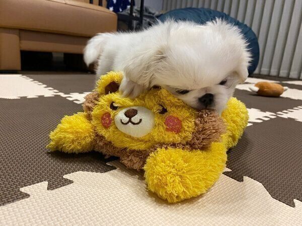 遊ぶアラレちゃん