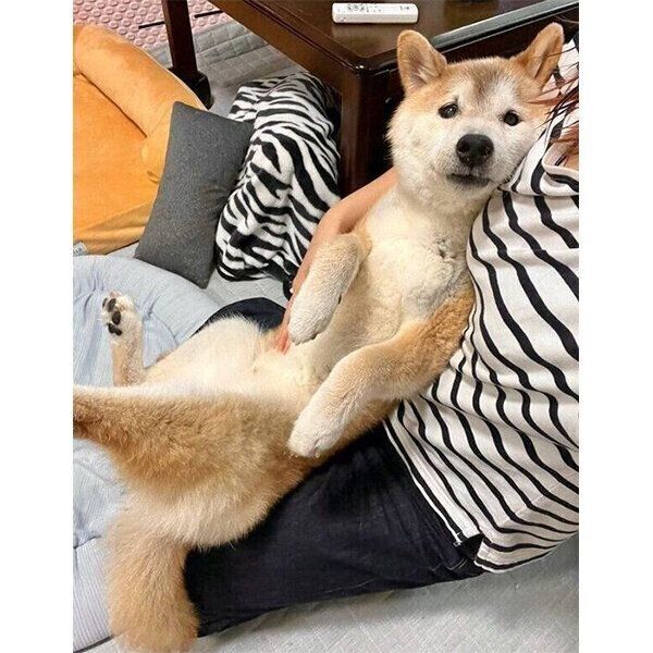 飼い主さんに抱っこされるテツくん