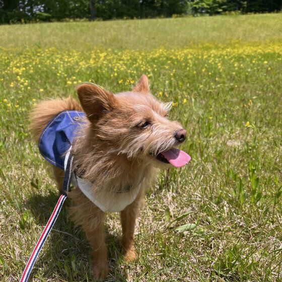 Mix（小型犬）のくるみちゃん♪