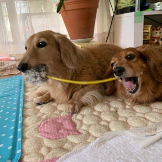 【犬の多頭飼い】新しい犬を迎える前に考えたい住環境づくりのポイント いぬのきもち