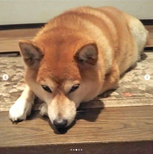 お父さんの帰りを健気に待つ柴犬