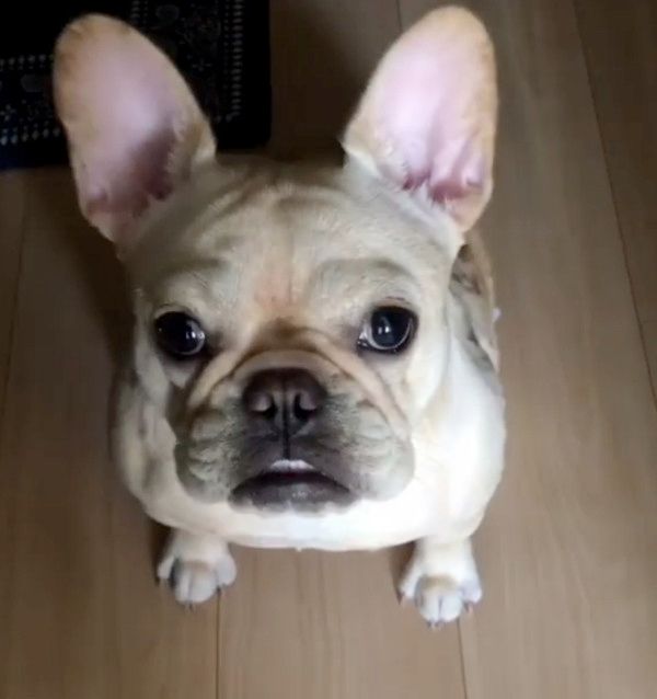 眉毛がすごい犬