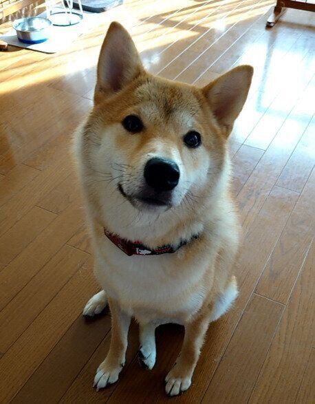 座って飼い主を見る柴犬