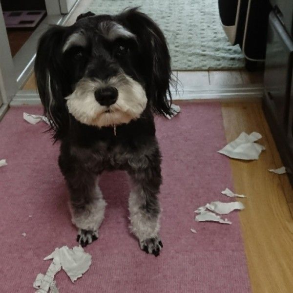 専門家監修 愛犬を不安にさせない ストレスフリーな留守番方法 いぬのきもちweb Magazine