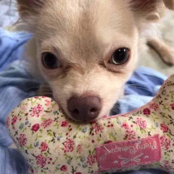 おもちゃで遊ぶチワワ