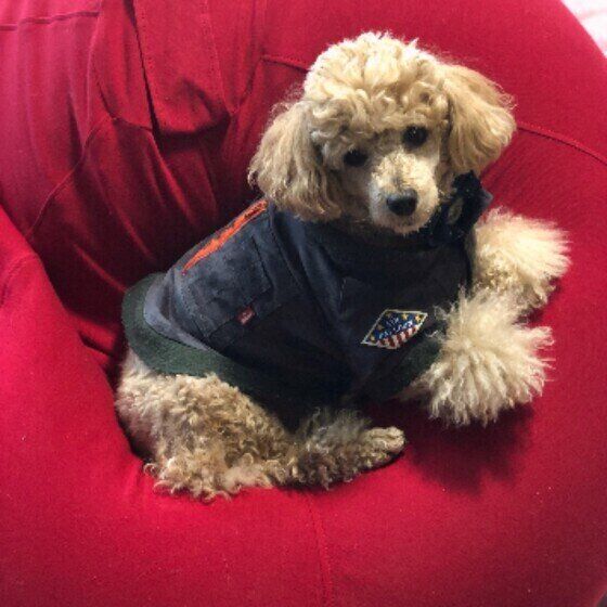 場所を譲らないトイ・プードル