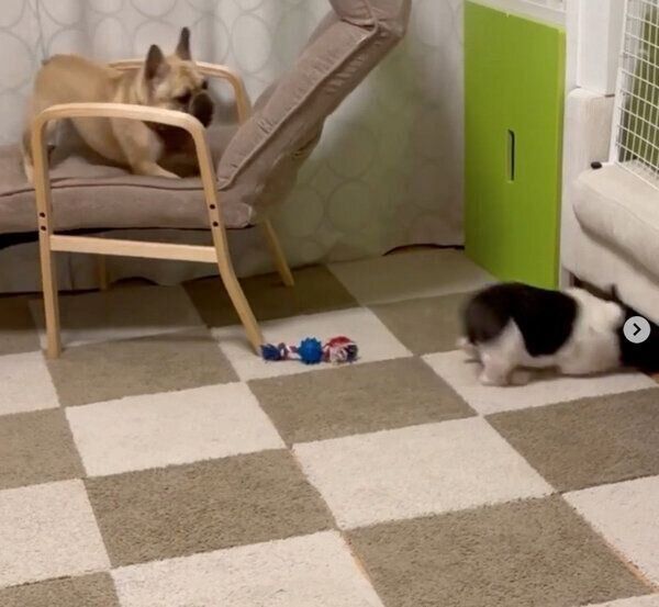 わらびちゃんを挑発したあと、ソファの下に逃げるうしたろうくん