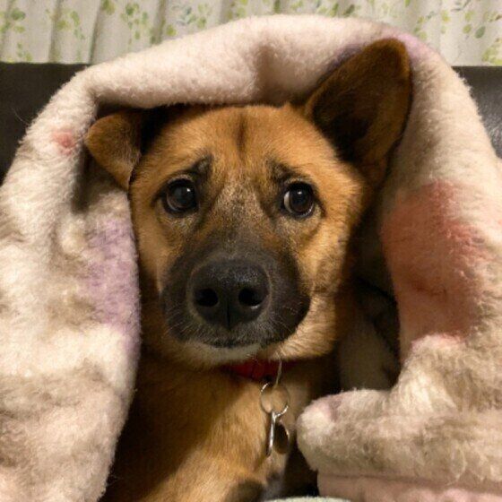 毛布にくるまる犬