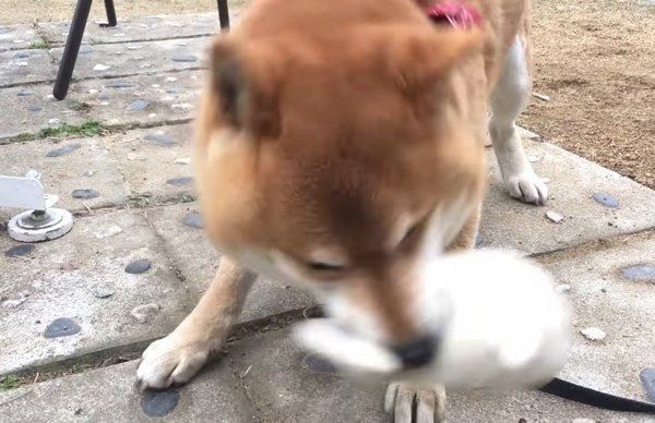 ぬいぐるみで遊ぶ柴犬