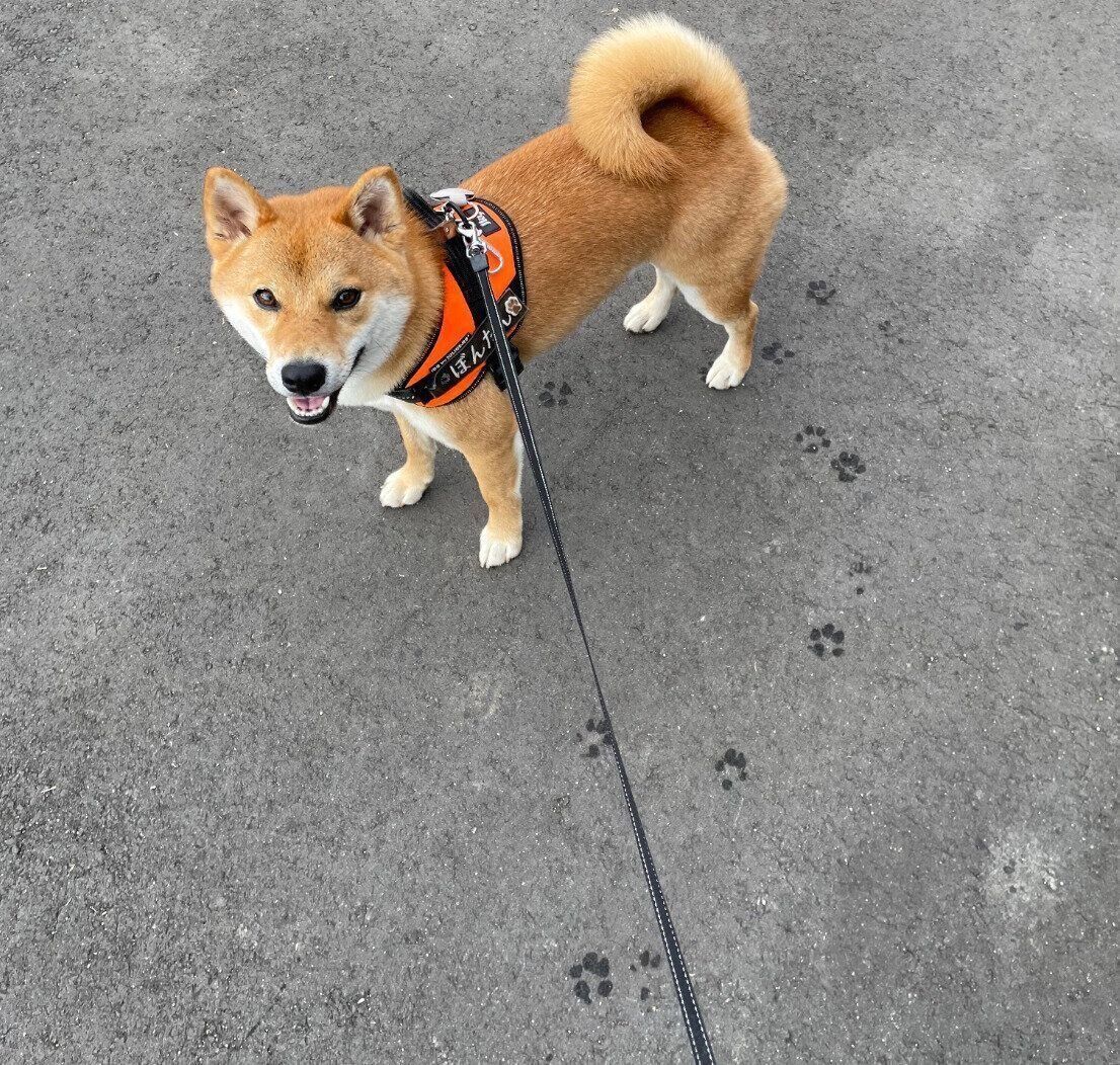 散歩するぼんたんくん