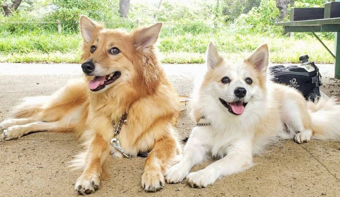 レイちゃん（写真右）と仲よく寄り添うチャロくん　ニコニコとした表情が愛らしい