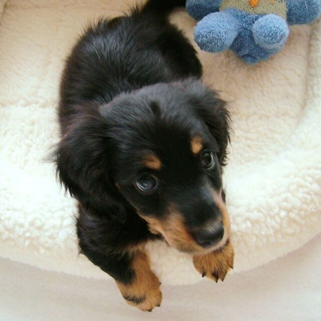 ジャッキーちゃんの子犬時代