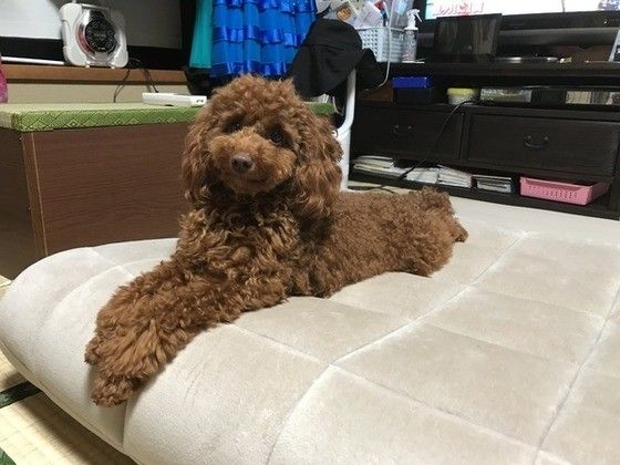 見つめるトイ・プードル