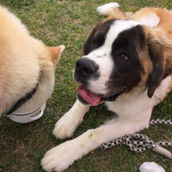 セント・バーナードのベンくん