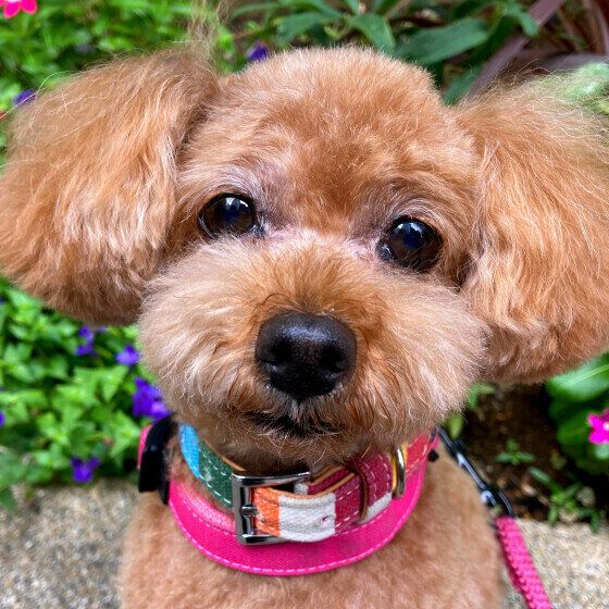 犬に好かれる人ってどんな人？ 犬に嫌われる人との特徴の違いとは いぬのきもち