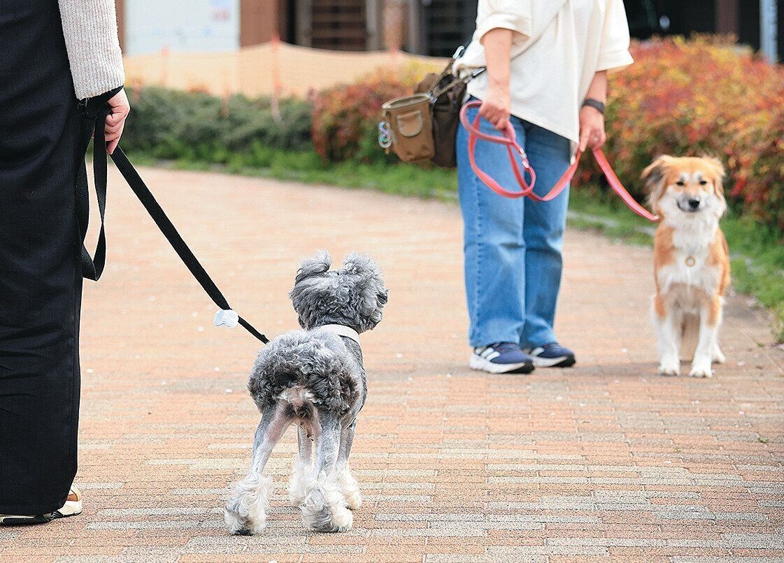 遠くから相手の犬を確認する様子