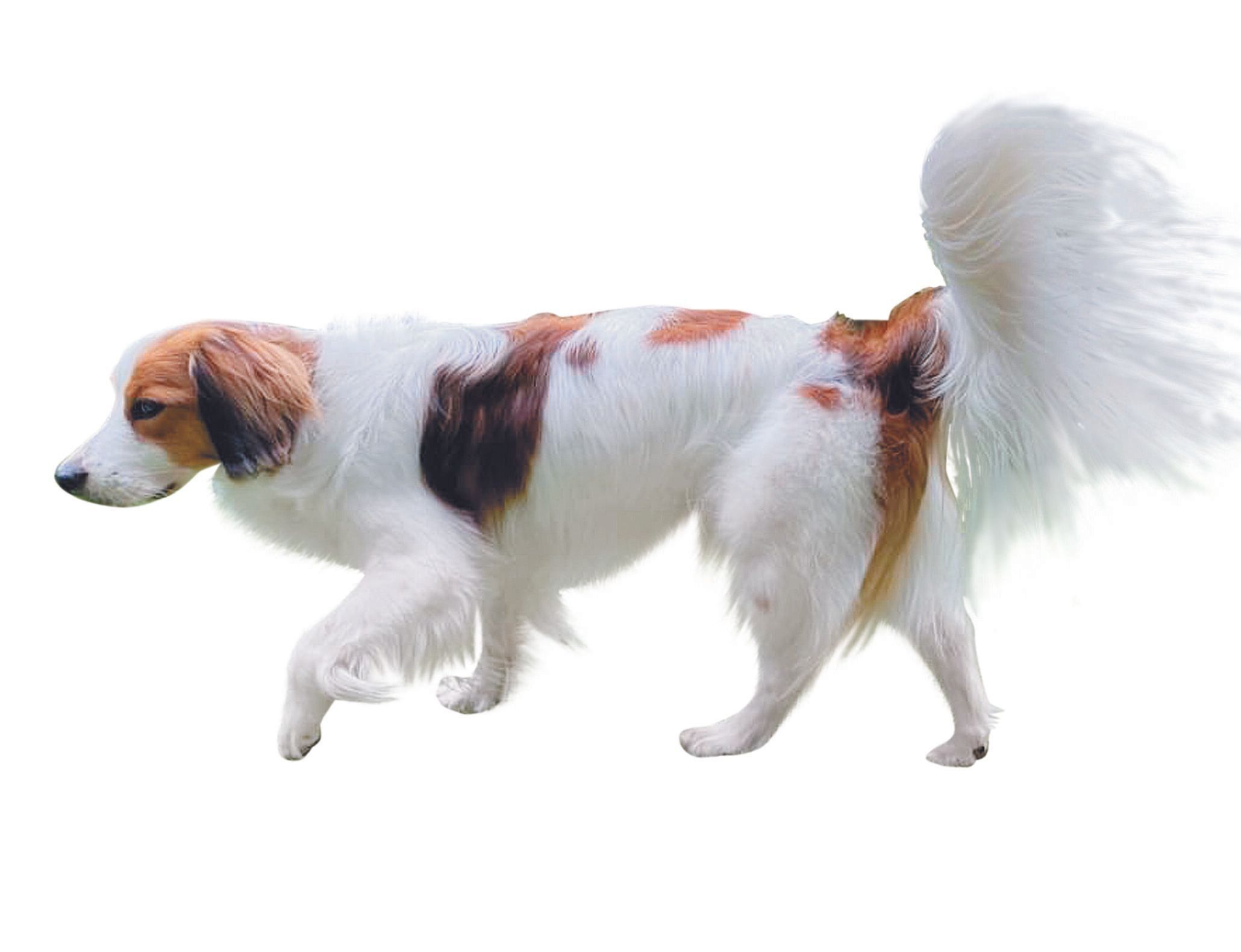 フサフサのしっぽがチャーミング