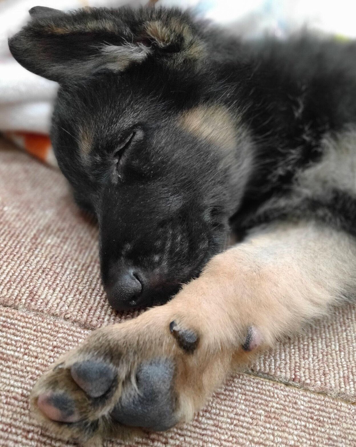 お昼寝する子犬のミラちゃん