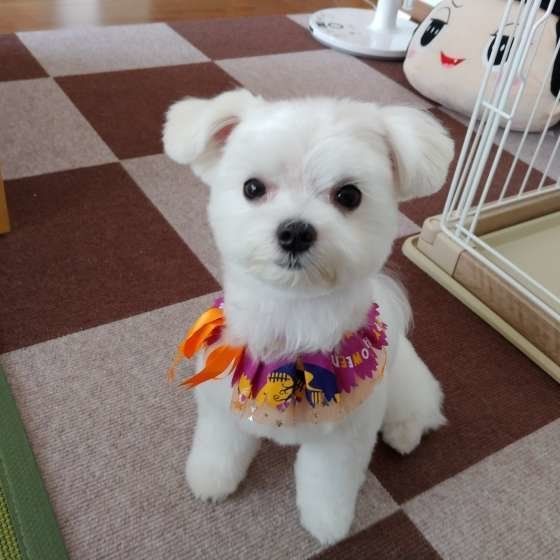 サマーカット姿がかわいいマルチーズのチコ