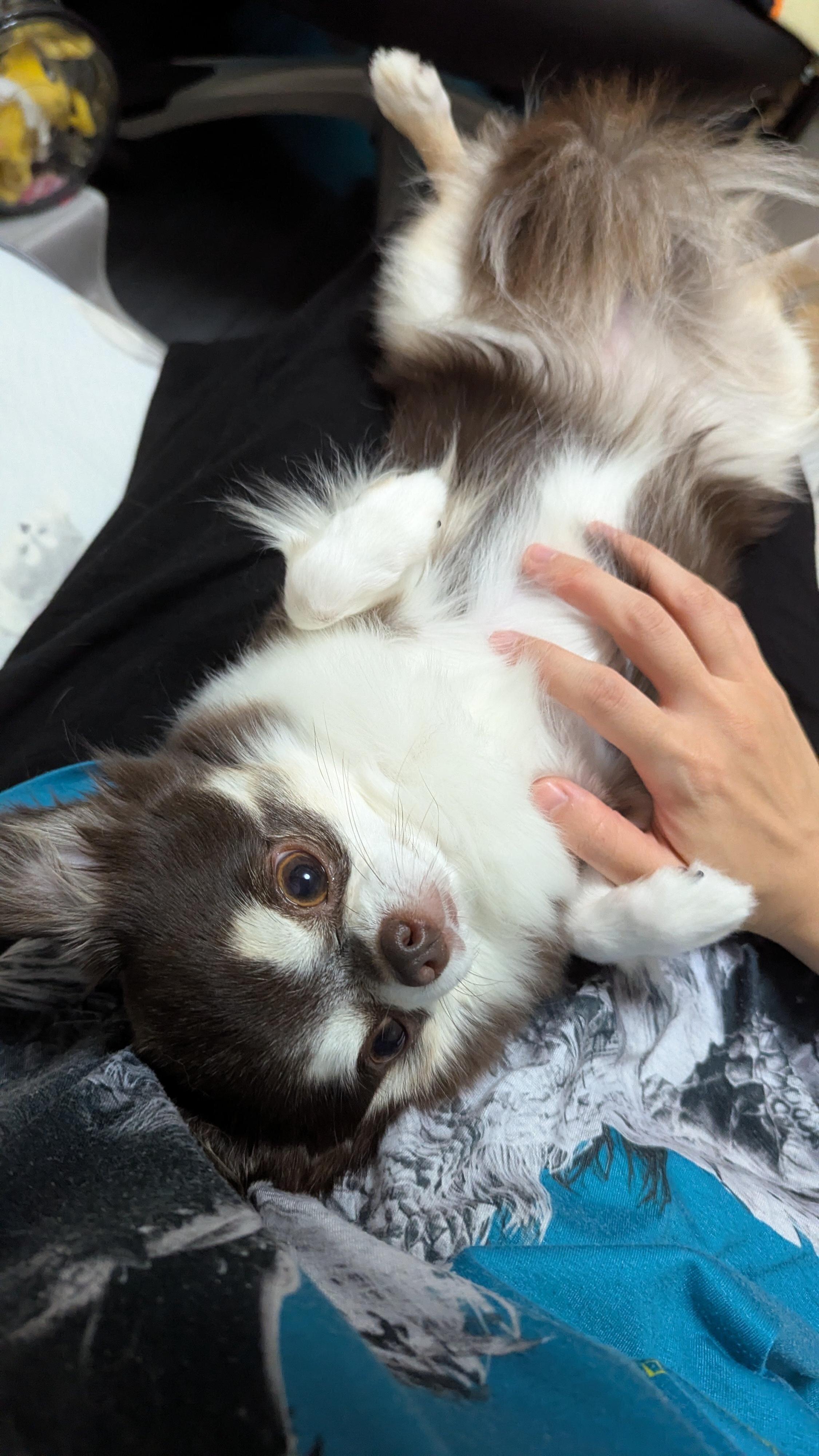 お腹を撫でてもらうチワワ