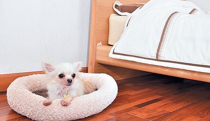 犬用ベッドにいるチワワ