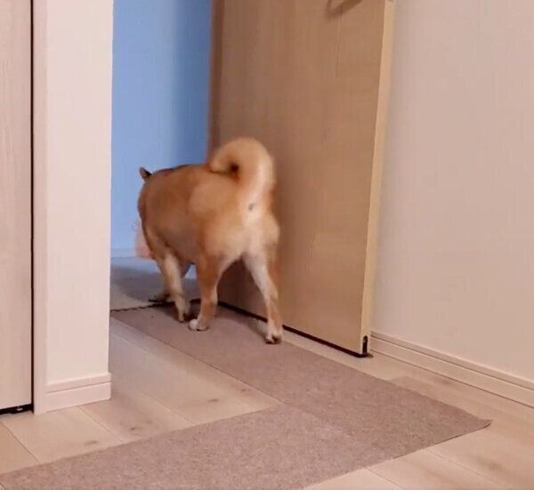 「捨てゼリフ」をはいて立ち去るぽん太くん