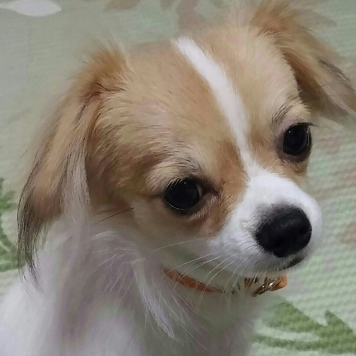 犬は人の言葉を理解できる 最新の研究結果から見えてきたものとは いぬのきもちweb Magazine 犬は人の言葉を理解できる 最新の研究結果から見えてきたものとは いぬのきもちweb Magazine