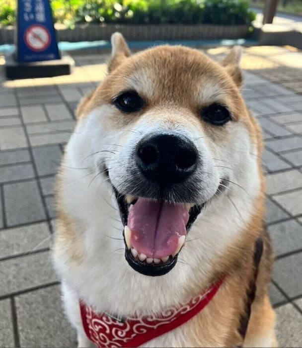 にっこり笑顔のにこちゃん