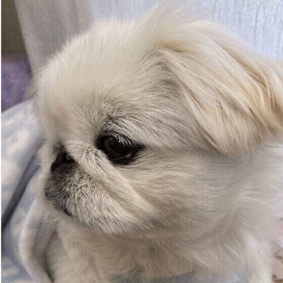 ペキニーズのボブちゃんの横顔