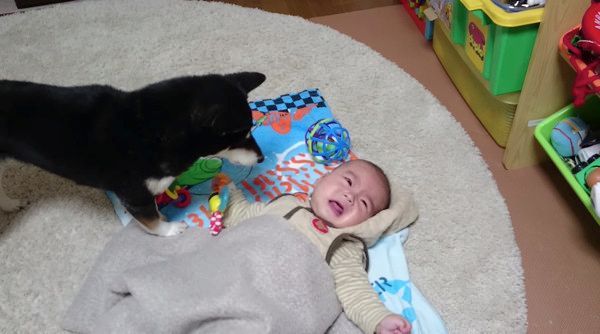 ベビーシッター