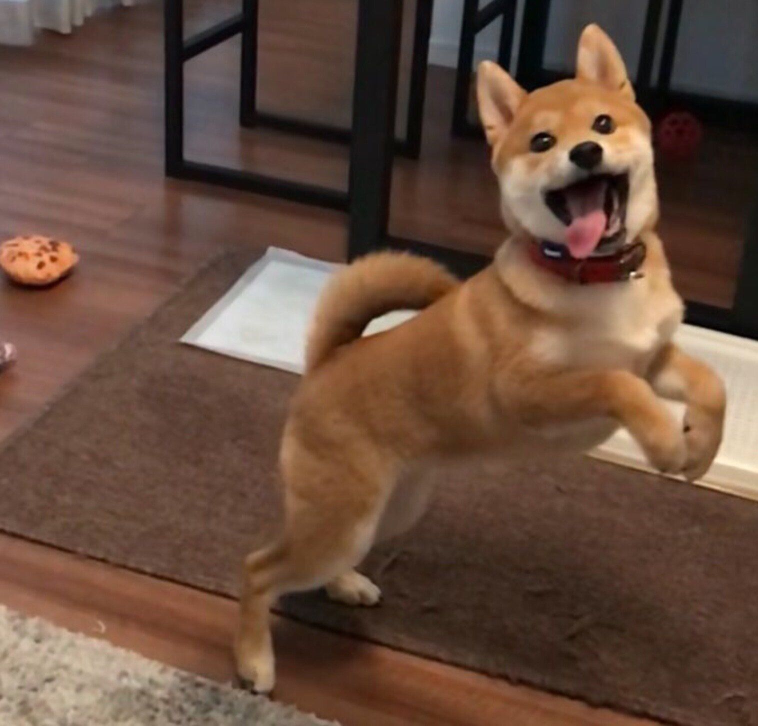 はしゃぐひるねちゃん