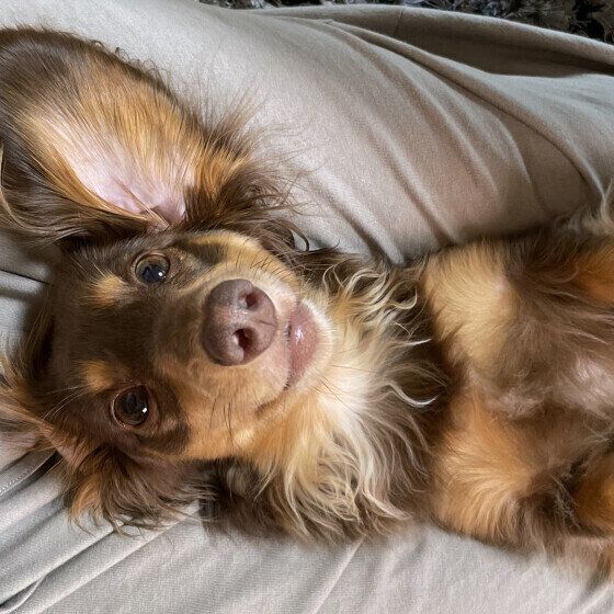 飼い主さんの足の間でくつろぐミニチュア・ダックスフンド