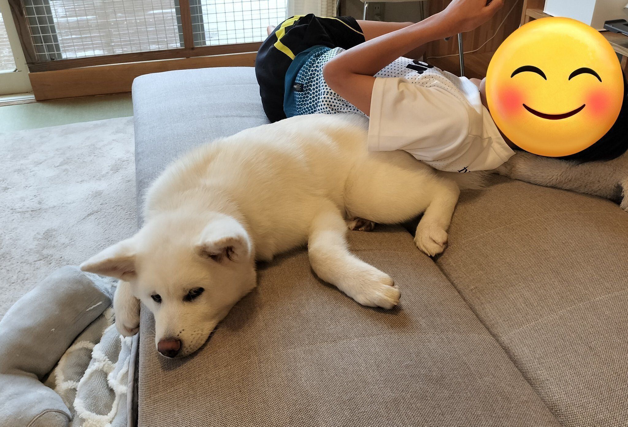 まったりするこまちちゃん