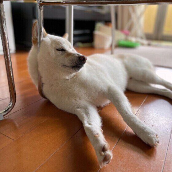 眠る柴犬