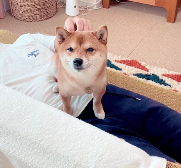 パパさんのお腹の上でくつろぐまるこちゃん