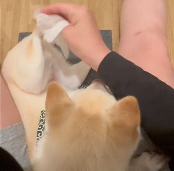 足を拭かれるわさびくん
