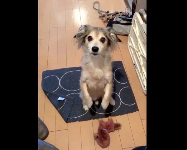 飼い主さんが外出してしまうことに気づいたモコナモドキくん