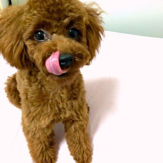 ペロっとするトイプードルの小麦ちゃん
