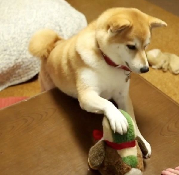 芸を習得する柴犬