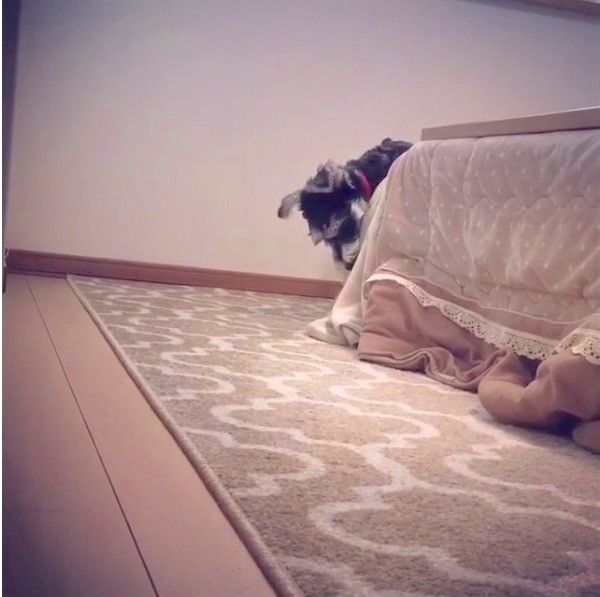 ミニチュア・シュナウザー