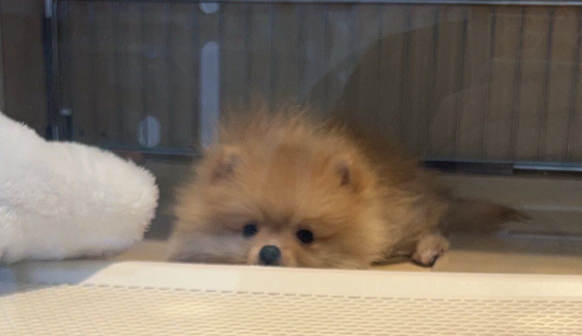 ポメラニアン 生後2カ月